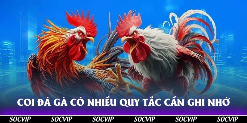 Coi đá gà có nhiều quy tắc mà bạn cần ghi nhớ