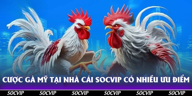 Cược gà mỹ tại nhà cái Socvip có nhiều ưu điểm đáng trải nghiệm