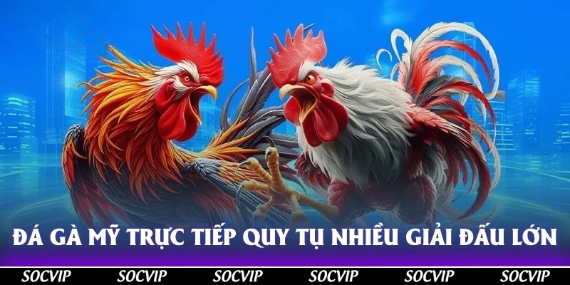Đá gà mỹ trực tiếp quy tụ nhiều giải đấu lớn khắp nơi trên thế giới