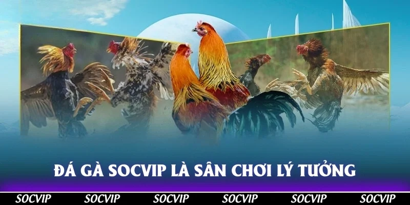Đá gà Socvip là sân chơi lý tưởng cho những ai đam mê đá gà