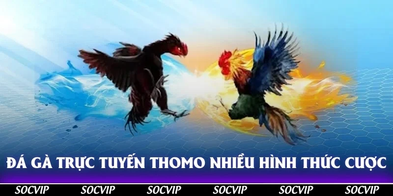 Đá gà trực tuyến Thomo có nhiều hình thức cược