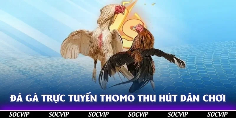 Đá gà trực tuyến Thomo thu hút lượng lớn dân chơi