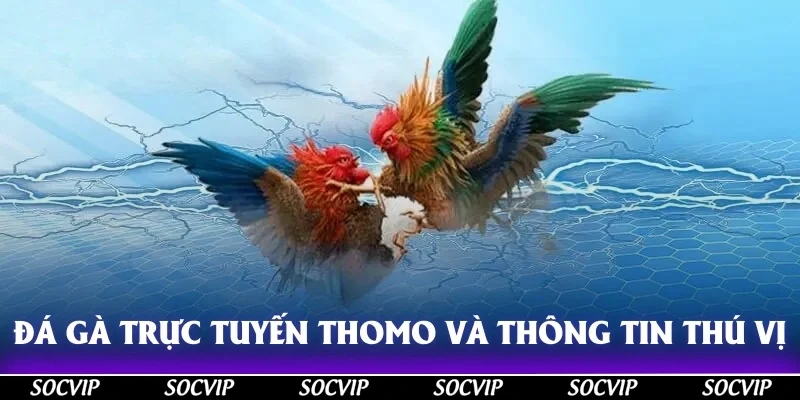 Đá gà trực tuyến Thomo và những thông tin thú vị