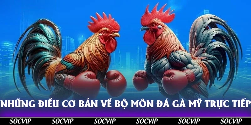 Những điều cơ bản về bộ môn đá gà mỹ trực tiếp