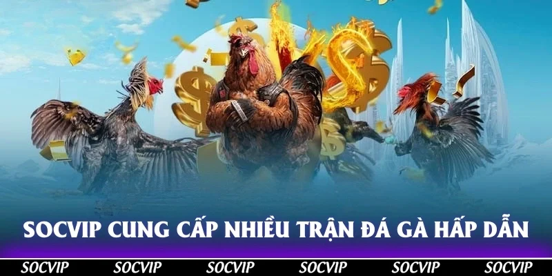 Socvip cung cấp nhiều trận đấu đá gà hấp dẫn