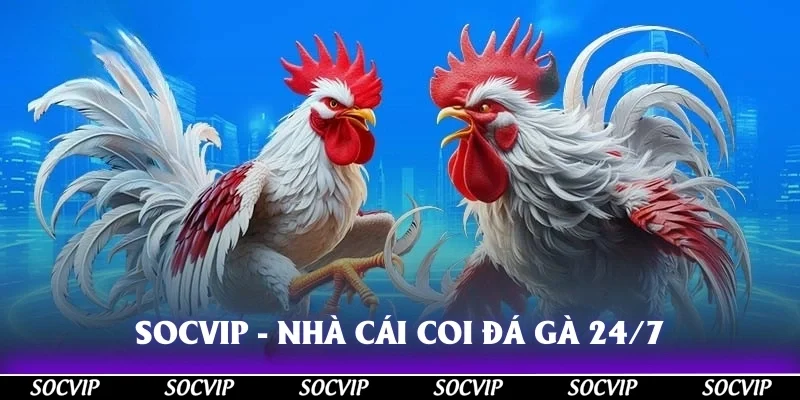Socvip - Nhà cái coi đá gà 24/7 đáng tin cậy
